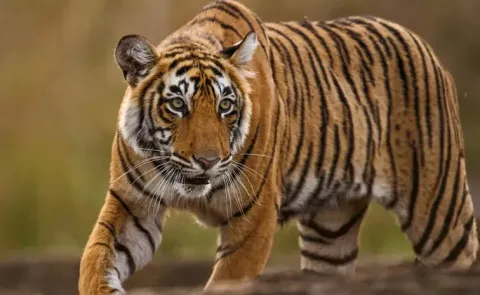 Tigers roam in the Jagtial