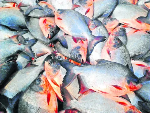 పాతాళానికి రూప్‌చంద్‌ ధర 