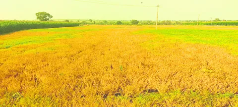 శెనగకు కూలీల కొరత