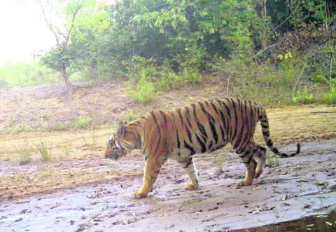 సిర్పూర్‌(టి) రేంజ్‌లోనే బెబ్బులి