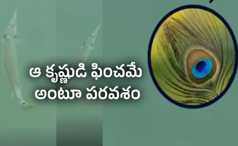 A rare needlefish with peacock-like tail found at Dwarka internet stunned