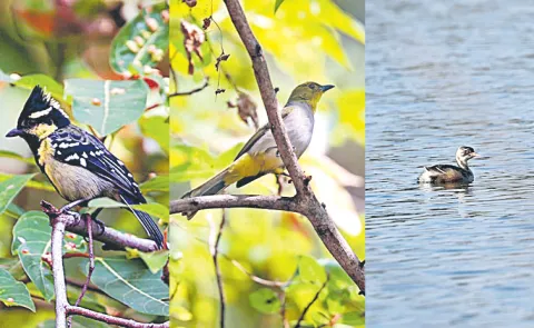 Garuda Atlas team identifies three rare bird species