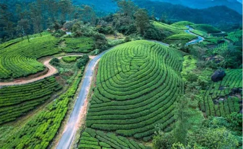 Travel Trip: Munnar, Kerala Best Tourist Place