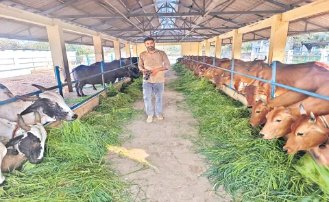 Sagubadi: Agronomic biofortification of fodder crops12