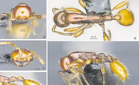 Science delights in discovery of two new ant species