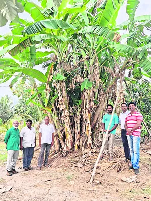 విత్తనం ద్వారా అరటిసాగు 