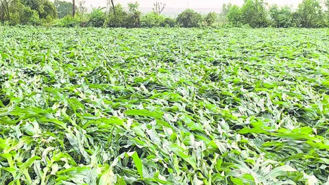 3,887 ఎకరాల్లో పంట నష్టం 