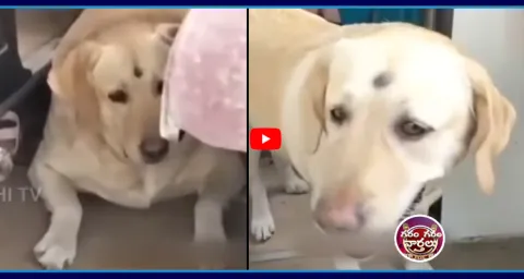 Garam Garam Rajesh Funny Skit On Wedding Canceled Because Dog Barked 1