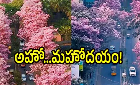 meet S G Neginhal Bengaluru who transformed into a pink paradise