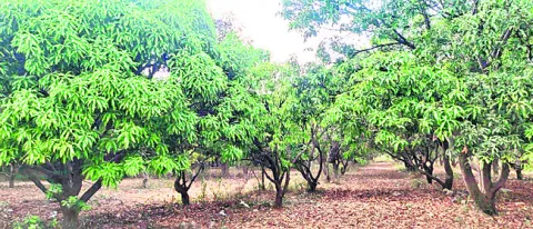 రాలుతున్న ఆశలు