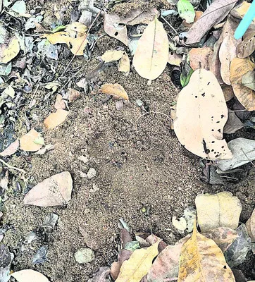 హడలెత్తిస్తున్న పెద్ద పులి
