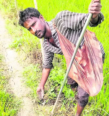 ఎలుకా.. ఎలుకా ఎక్కడున్నావ్‌