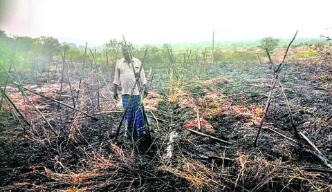 అగ్ని ప్రమాదంలో టమాట పంట దగ్ధం