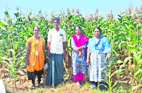 సస్యరక్షణ చర్యలతో అధిక దిగుబడులు 
