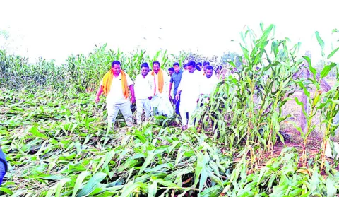 కవ్వాల్‌లో పక్షుల కిలకిలలు
