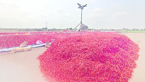 ‘ఎర్ర’ బంగారానికి ‘సౌర’ రక్షణ 