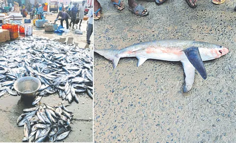 huge catch for fishermen at pallipalem fishing harbour