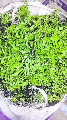 కరివేపాకు సెంచరీ
