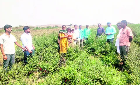 మొక్కజొన్న, మిర్చి పంటల పరిశీలన