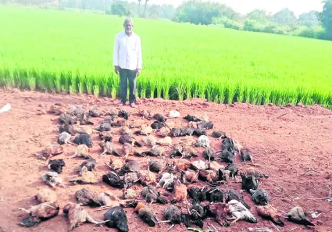 రానికెట్‌ వ్యాధితో  నాటుకోళ్లు మృతి