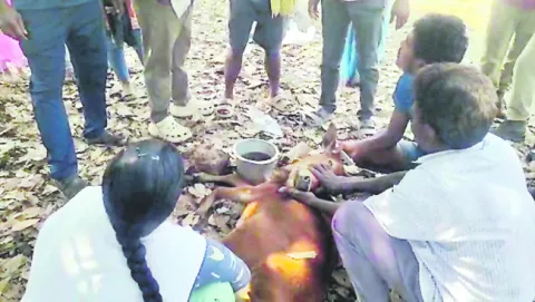 గాండ్రింపులివి..!