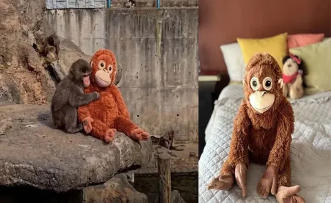 Baby Monkey Punchs Plush Toy Goes Viral