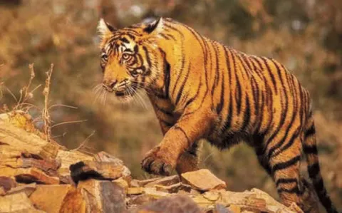 Tiger Movement Confirmed in Kodimyala Forest: Telangana