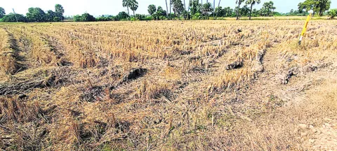 పశువులకు గ్రాసం కరువు