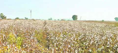 ముగిసిన సీసీఐ కొనుగోళ్లు