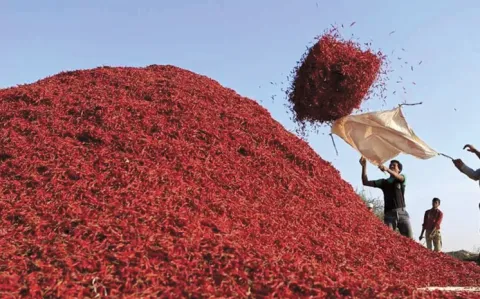 Desi variety of Chilli fetches record Rs 50000 per quintal in Warangal