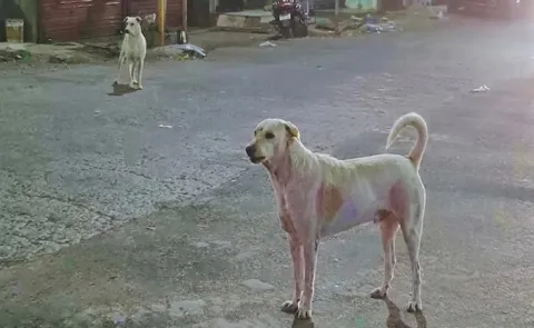 Boy dies in attack by stray dogs in Maharashtra12