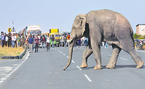 Elephant Enters Ranchi Residential Area