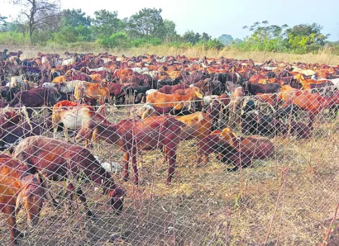 మూగ జీవాలకు ఆవాసం