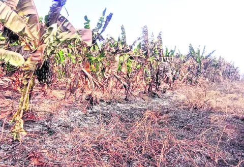 2 వేల అరటి చెట్లు దగ్ధం 