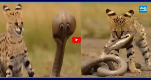 Serval Cat Defeated King Cobra