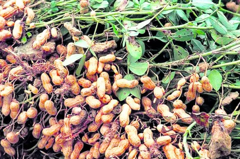 బ్రహ్మోత్సవాలను విజయవంతం చేద్దాం  