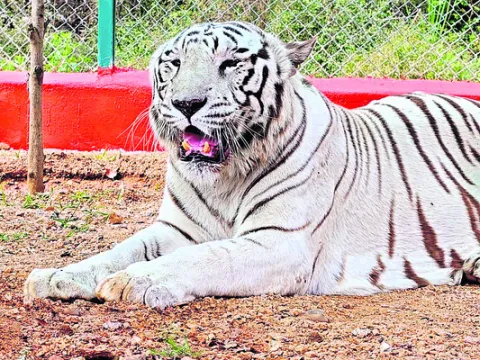 శరణ్‌ (తెల్లపులి) ఇక లేదు