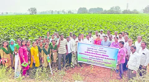 ●పొద్దు తిరుగుడు సాగు లాభదాయకం