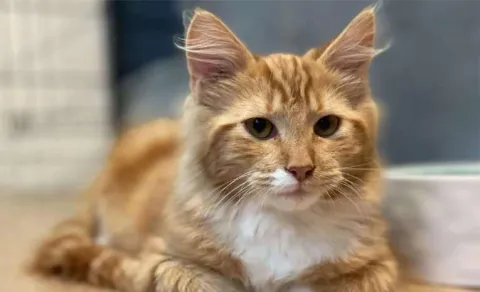 pet cat surgery dispute reaches police station