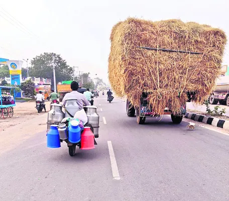 గడ్డి కొరత.. పాడి కోత ! 