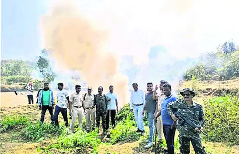 38 ఎకరాల్లో  గంజాయి తోటలు ధ్వంసం 