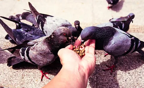 Fine Of Rs 2.2 Lakh Was Imposed For Feeding The Pigeons