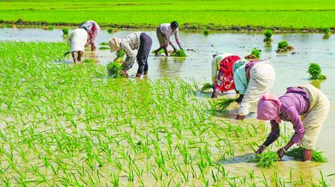 5,59,327 ఎకరాల్లో పంటలు