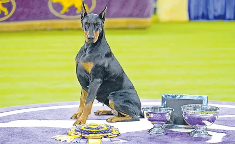 Penny the Doberman wins best in show at 150th Westminster Show12