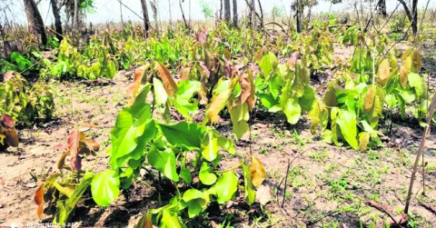 తునికాకు సేకరణకు సిద్ధం