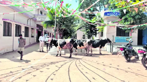 లంచం ఎందుకివ్వాలంటూ.. ఆవులతో నిరసన 