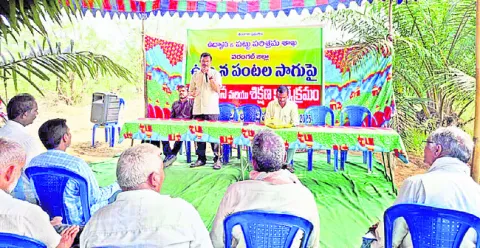 ఉద్యాన పంటలతో సుస్థిర ఆదాయం