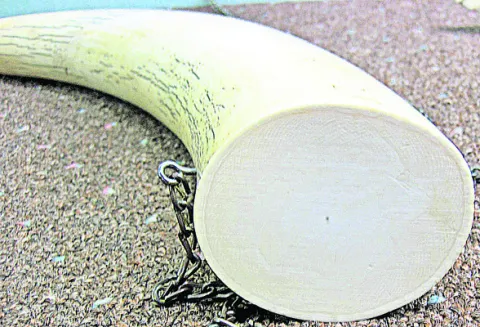 ఏనుగుదంతాల కేసు