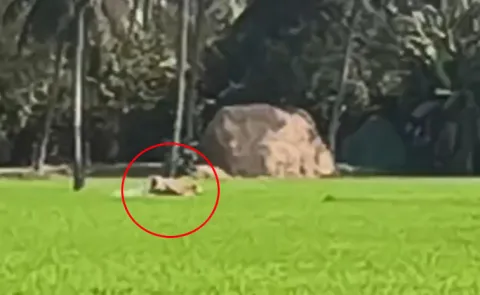 East Godavari: Tiger Found At Kesavaram