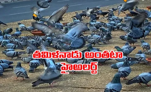 Hundreds of crows die in TN's Chennai, H5N1 Bird flu confirmed - Details Inside